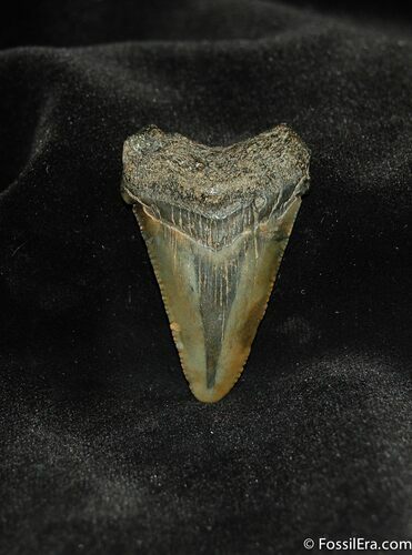 Small Megalodon Shark Tooth #564